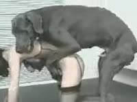 Big muscular dog destroying petite chick's pussy